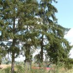 Kereszt – Rimaszécs [Rimavská Seč]